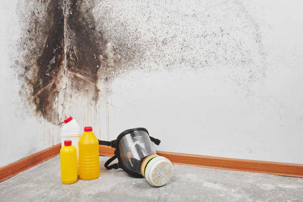 Mold Removal for HVAC Installations in Crockett, TX