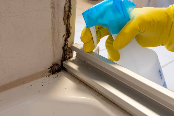 Trusted Crockett, TX Mold Prevention & Removal  Experts